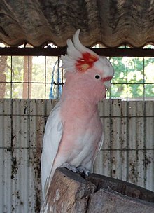 Fil:Cacatua leadbeateri.jpg