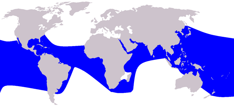 Fil:Cetacea range map Pantropical Spotted Dolphin.PNG