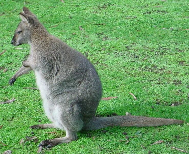 Fil:Red-necked-Wallaby.jpg