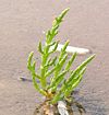Salicornia europaea.jpg
