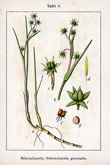 Kallgräs (S. palustris)