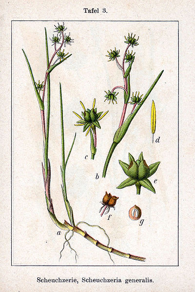 Fil:Scheuchzeria palustris Sturm3.jpg