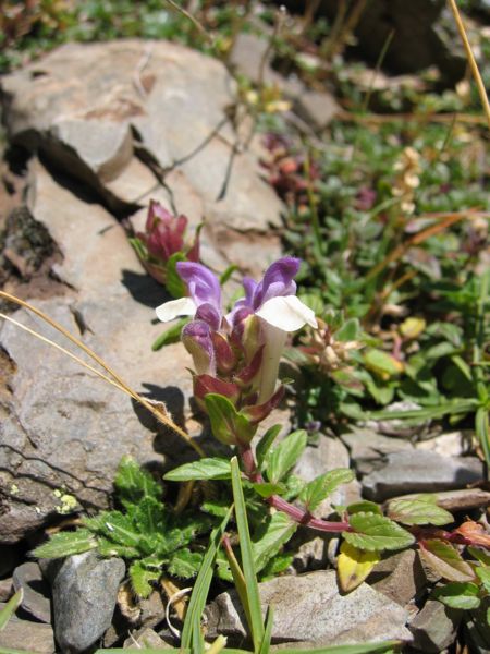 Alpfrossört (Scutellaria alpina)