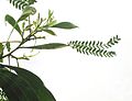 Acacia koa with phyllode between the branch and the compound leaves.JPG