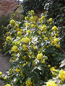 Amerikansk mahonia (M. nervosa)