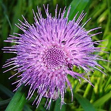 Cirsium rivulare flower.JPG