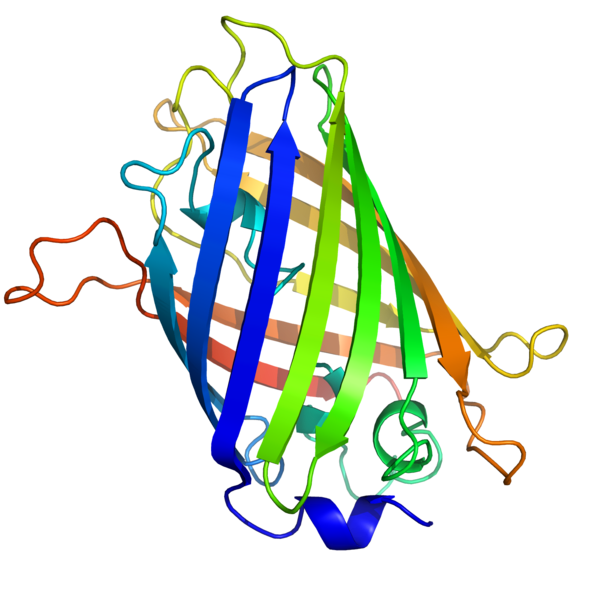 Fil:GFP structure.png