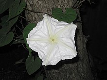 Ipomoea alba270483816.jpg