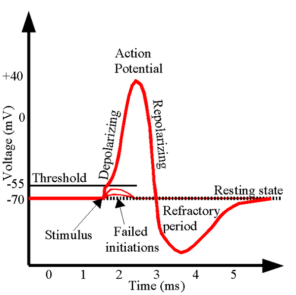 Fil:ActionPotential.png