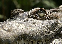 Crocodylusmindorensis.jpg