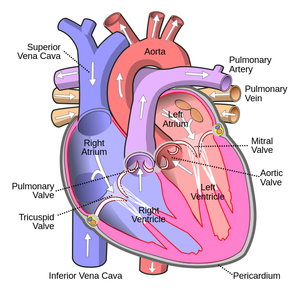 Fil:Diagram of the human heart (cropped).svg