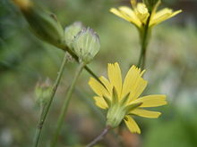 Lapsana communis flowerhead2.jpg