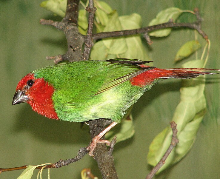 Fil:Red-throated Parrotfinch.jpg