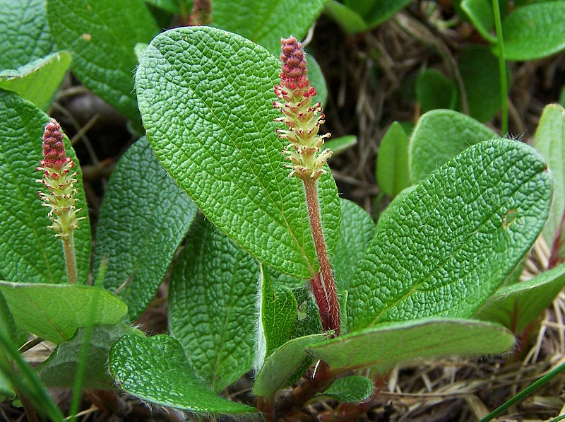 Fil:Salix reticulata a6.jpg
