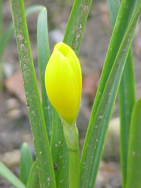 Fil:Sternbergia lutea0.jpg