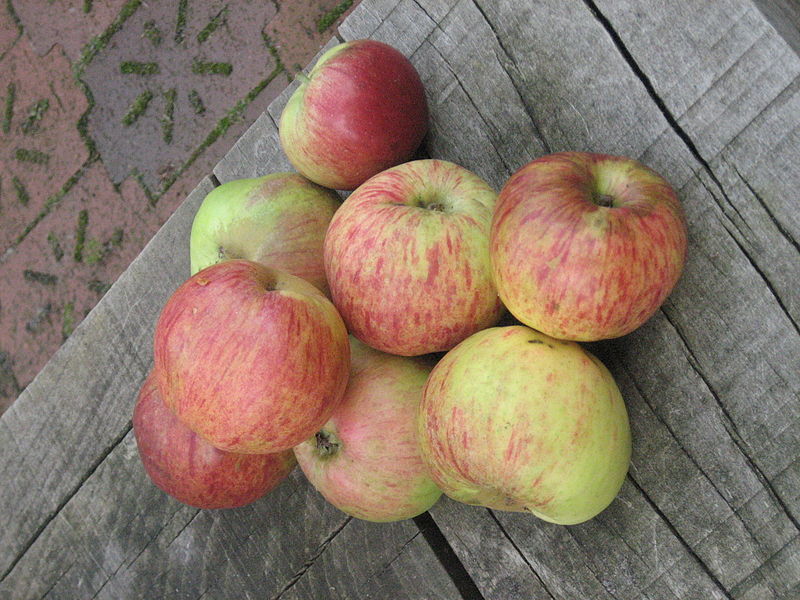 Fil:Gravensteiner apple.JPG