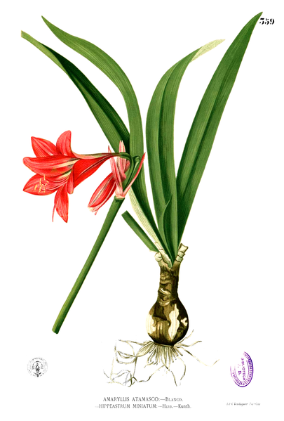 Fil:Hippeastrum miniatum Blanco2.359.png