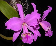 Kejsarcattleya (C. labiata)