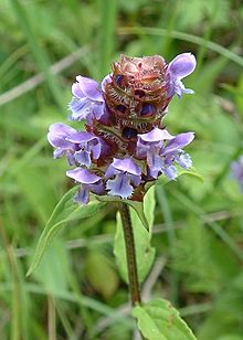 Brunört (Prunella vulgaris)