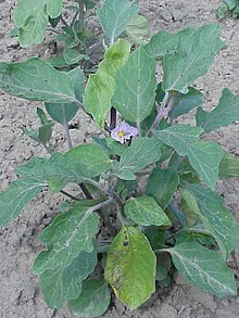Solanum melongena0.jpg