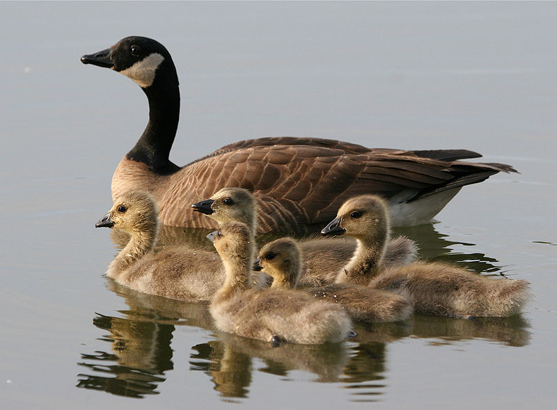 Fil:Branta canadensis1.jpg