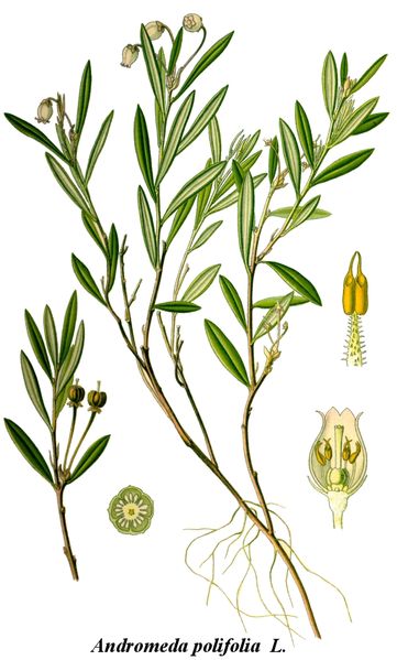 Fil:Cleaned-Illustration Andromeda polifolia.jpg