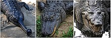 olika krokodildjur