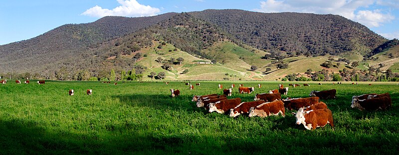 Fil:Cows in green field - nullamunjie olive grove03.jpg