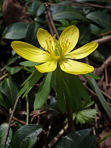 Vintergäck (E. hyemalis)