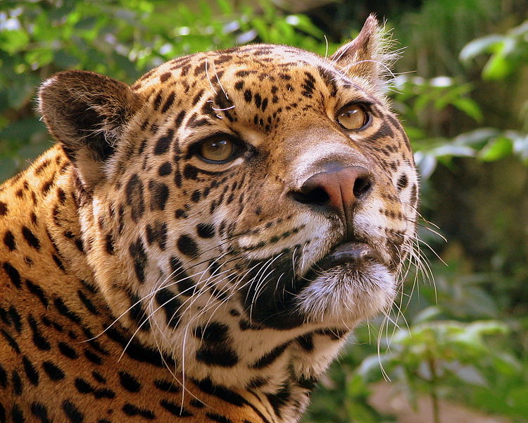 Fil:Jaguar at Edinburgh Zoo.jpg