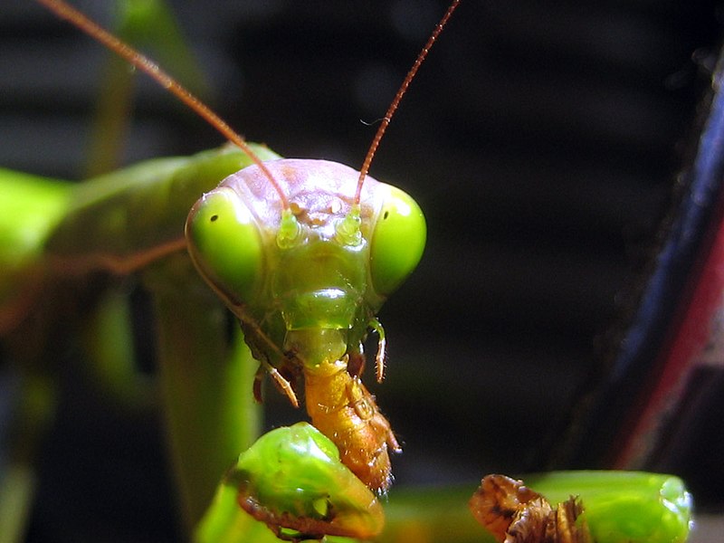 Fil:Mantis religiosa eating.jpg