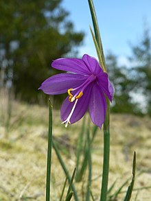 Vårgräslilja (O. douglasii)