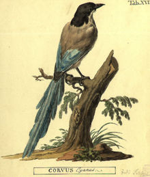 Målning av Peter Simon Pallas. Notera att han placerar arten i släktet Corvus.