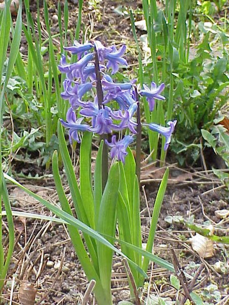 Fil:Hyacinthus orientalis0.jpg