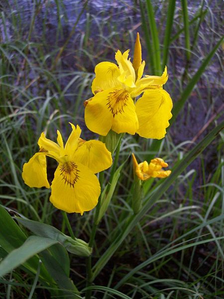 Fil:Iris pseudacorus from sweden.jpg
