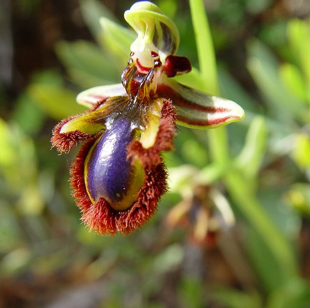 Fil:Ophrys speculum d.JPG