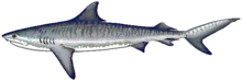 Tiger shark.png