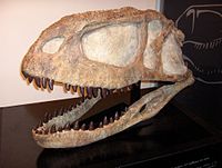 Kranium av Abelisaurus