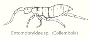 Collembola-entomobryidae-sp.gif