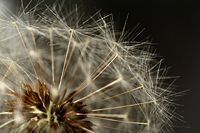 Maskros (Taraxacum officinale)