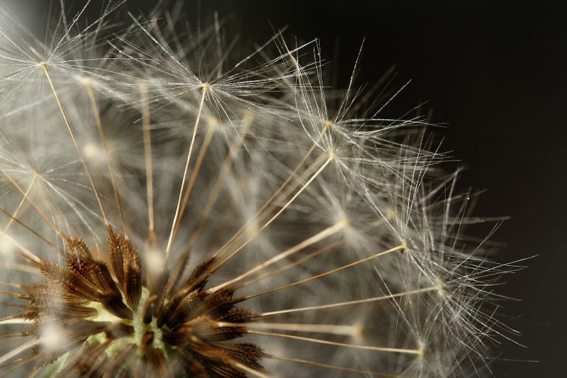 Fil:Dandelion clock detail.jpg