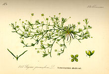 Illustration Sagina procumbens0.jpg