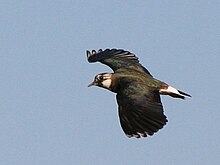 Flygande tofsvipa med sina karakteristiska "fyrkantiga" vingar.