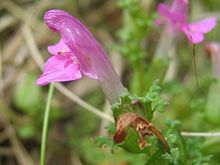 Pedicularis sylvatica.jpeg