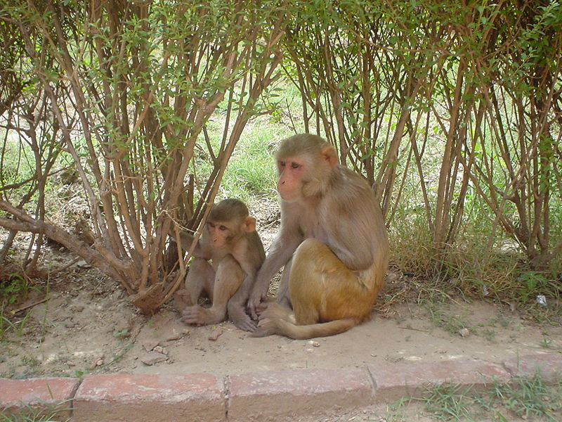 Fil:Rhesus Macaques.jpg