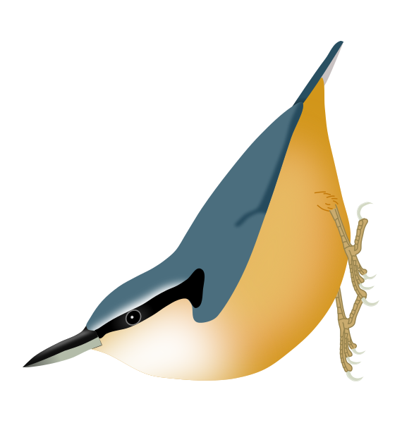 Fil:SittaHimalayensis.svg