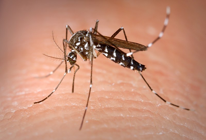 Fil:Aedes Albopictus.jpg
