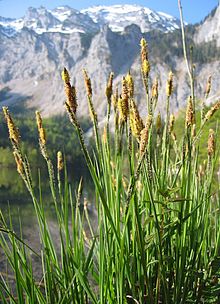 Carex elata.jpg