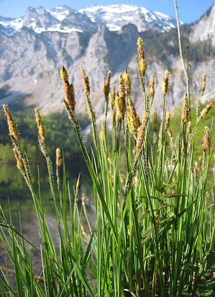 Fil:Carex elata.jpg