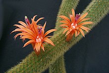 Cleistocactus winteri3PAKAL.jpg